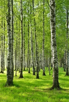 Laeacco Primăvară Verde Pădure, Copaci, Peisaj, Fotografie, Fundaluri Vinil Foto Fundal Fundaluri Personalizate Elemente De Recuzită Pentru Studio Foto