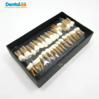 Dentare cadou Verosimilitate Comunicare Dentist produse Dinte Modele Odontologia Dinții Permanenți Modelul dublu-culoare