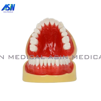 Dentare Toți dinții Amovibile Standard Dinți Dinte Modelul 28 buc dinți student model de învățare